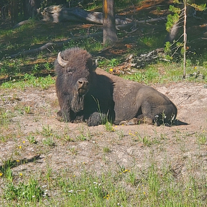 Un bison se reposant sur une zone herbeuse dans un parc national.