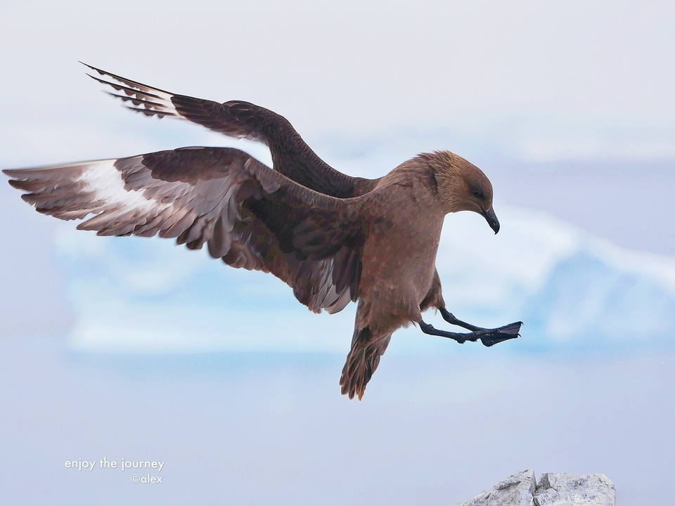 Grand oiseau aux ailes déployées volant au-dessus d'eaux glacées.