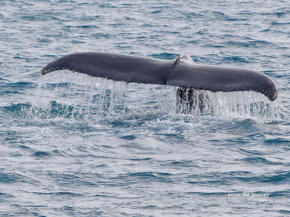 Queue de baleine émergeant de l'eau dans l'océan.
