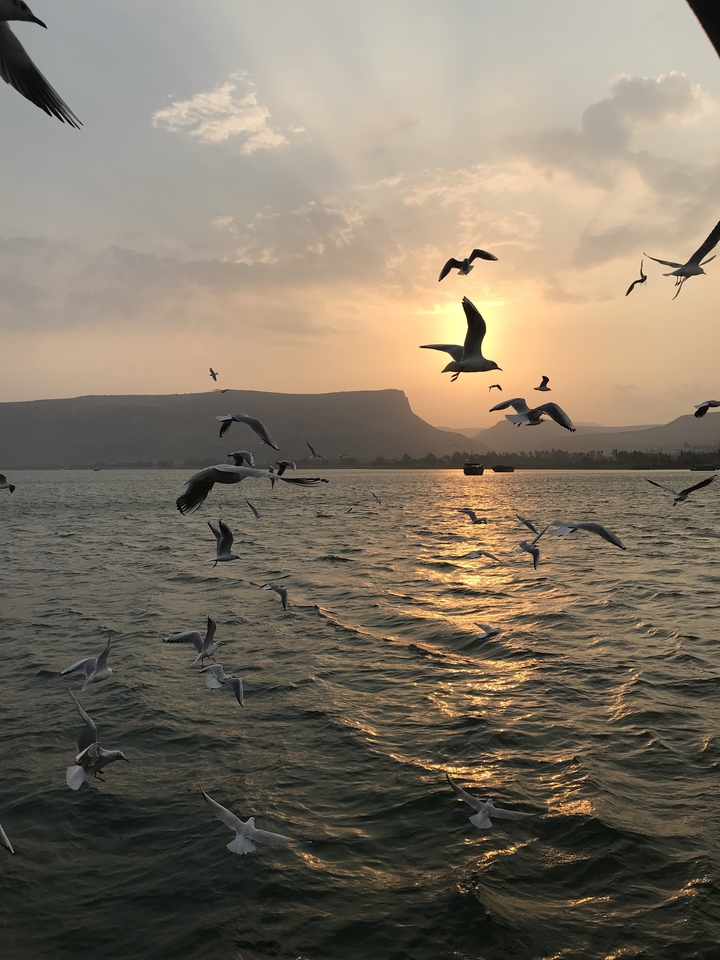 Mouettes volant au-dessus de l'eau au coucher du soleil.