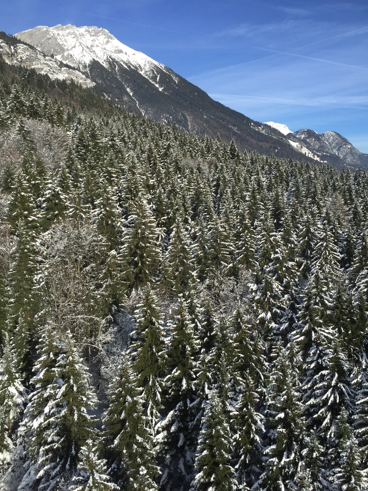 Une forêt dense de pins couverts de neige.