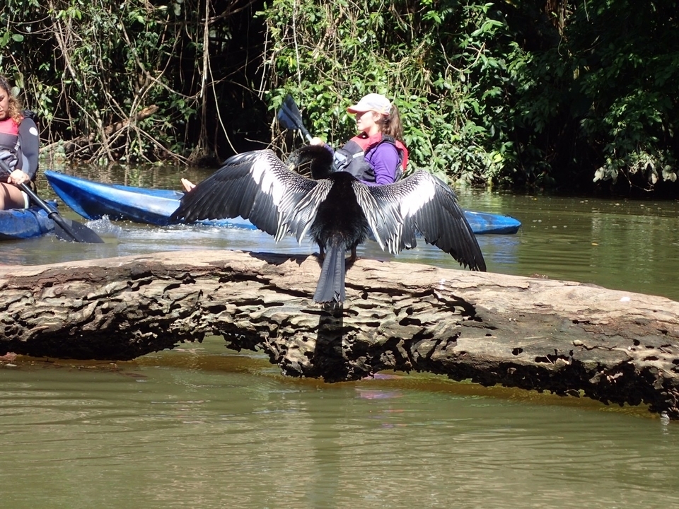 Groupe de personnes faisant du kayak avec une vue sur un oiseau séchant ses ailes sur une bûche.