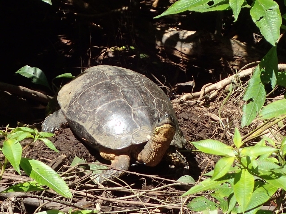 Tortue se prélassant dans un cadre de jungle.