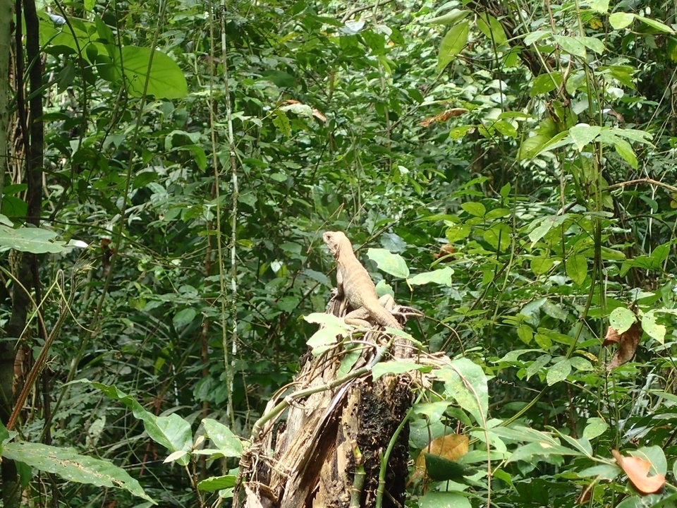 Un lézard assis sur une branche tombée dans un décor de jungle.