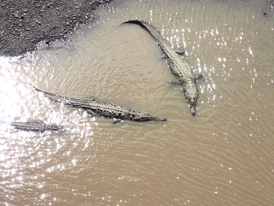 Des crocodiles nageant dans une rivière boueuse.