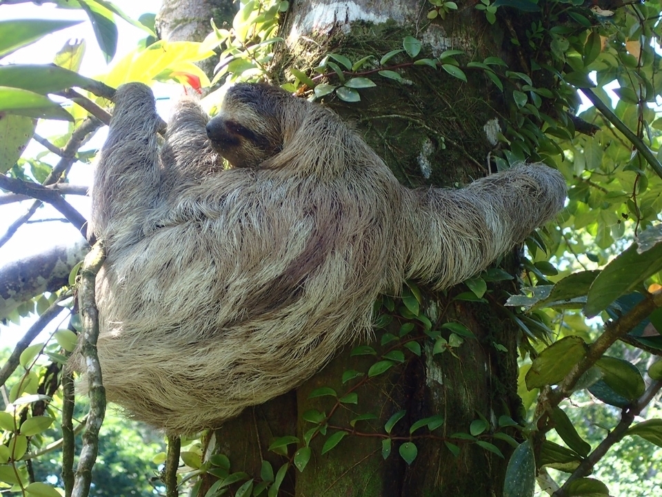 Un paresseux accroché au tronc d'un arbre entouré d'un feuillage luxuriant.