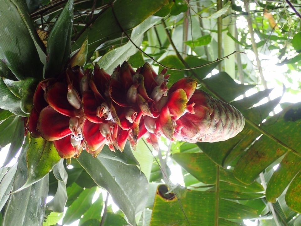 Vue rapprochée d'une plante tropicale rouge aux grandes feuilles.