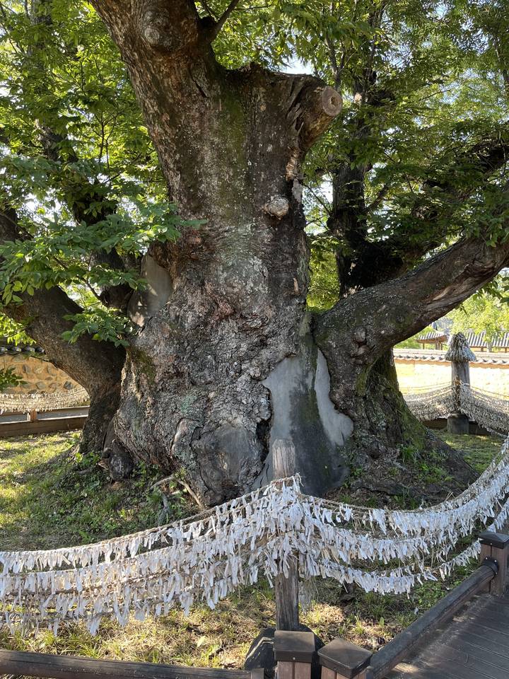 Grand arbre ancien avec des vœux attachés dessus.
