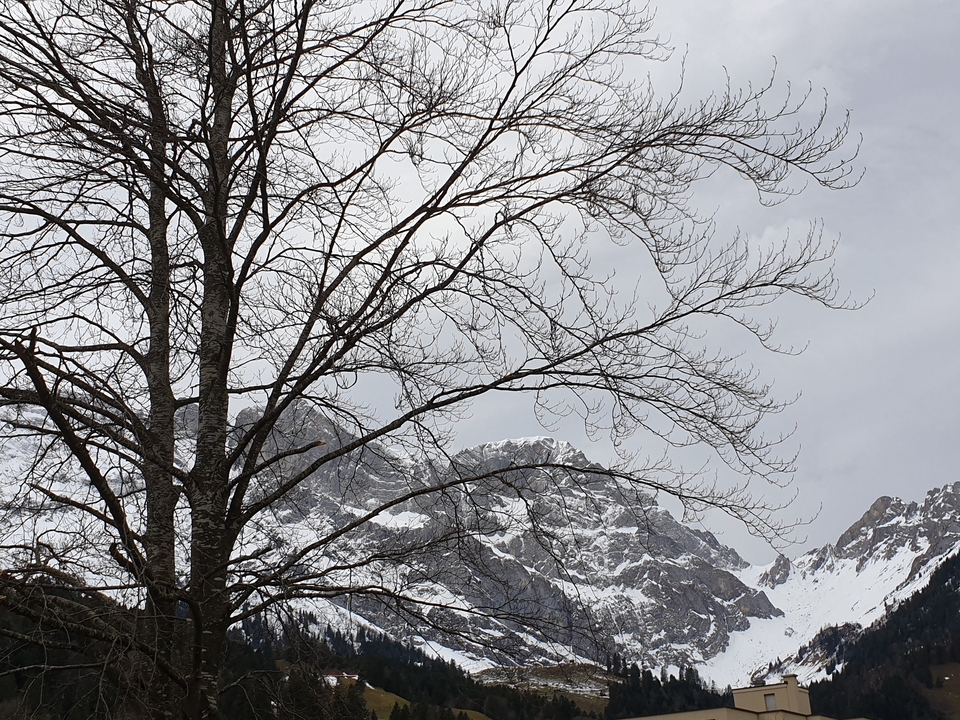 Montagnes enneigées avec des branches d'arbres dénudées au premier plan