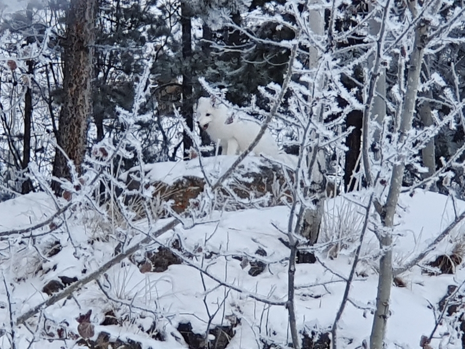 Renard arctique blanc dans une forêt enneigée
