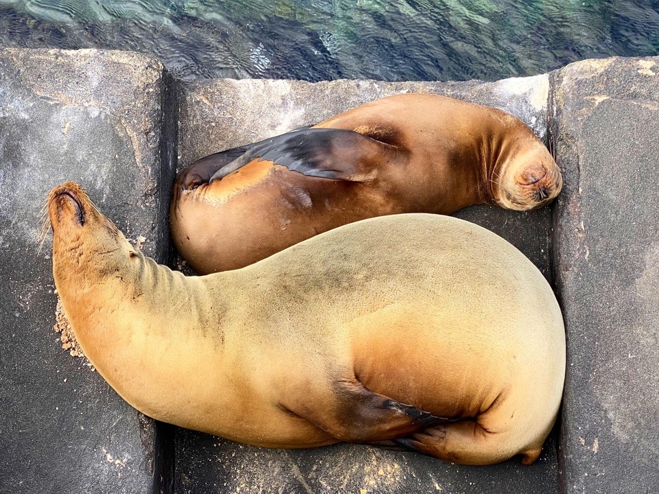 Deux lions de mer se reposant sur une jetée.