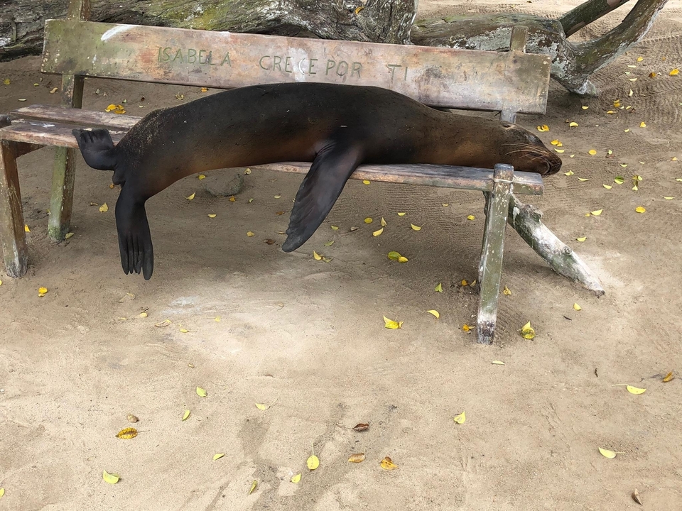 Otarie se prélassant sur un banc en bois.