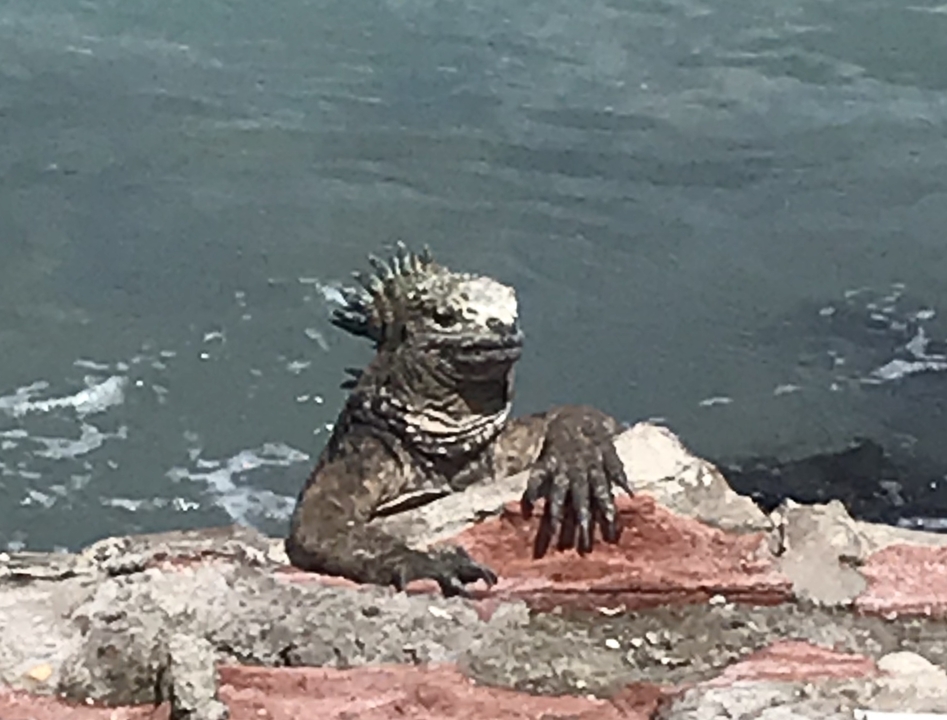 Iguane marin se reposant sur un rocher au bord de la mer.