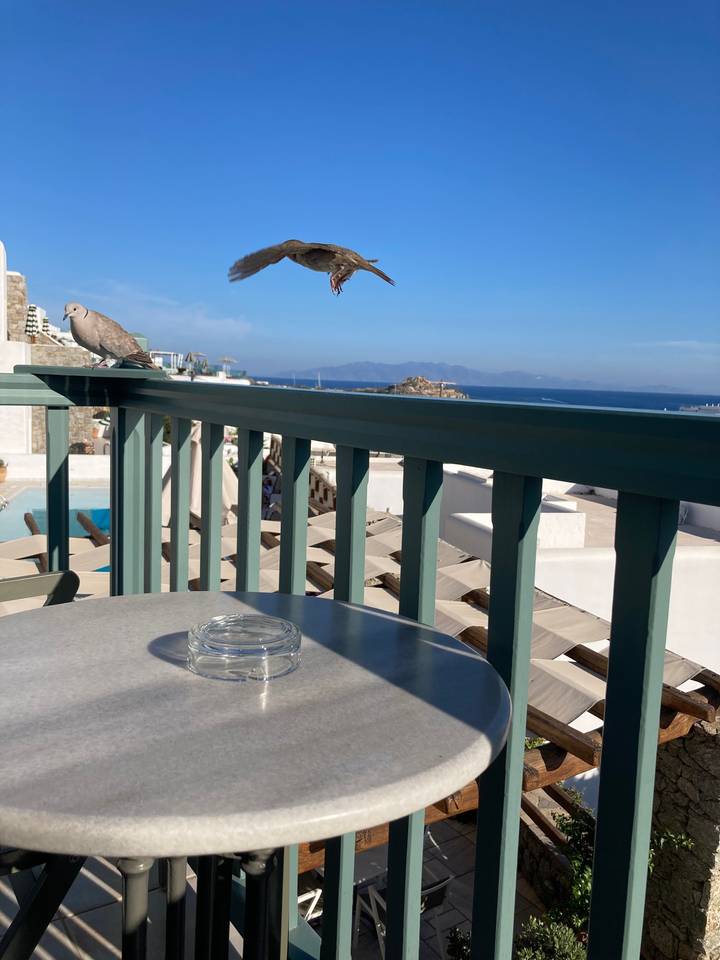 Oiseau volant près d'une table de balcon avec vue sur la mer.