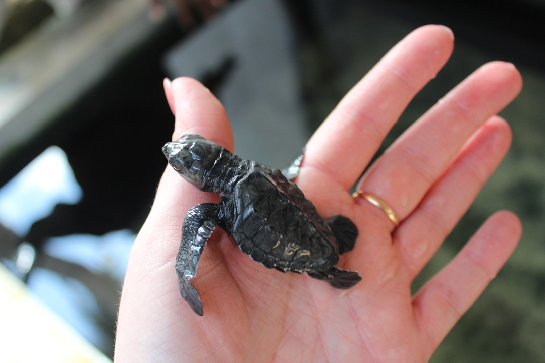 Personne tenant une petite tortue de mer dans sa main.