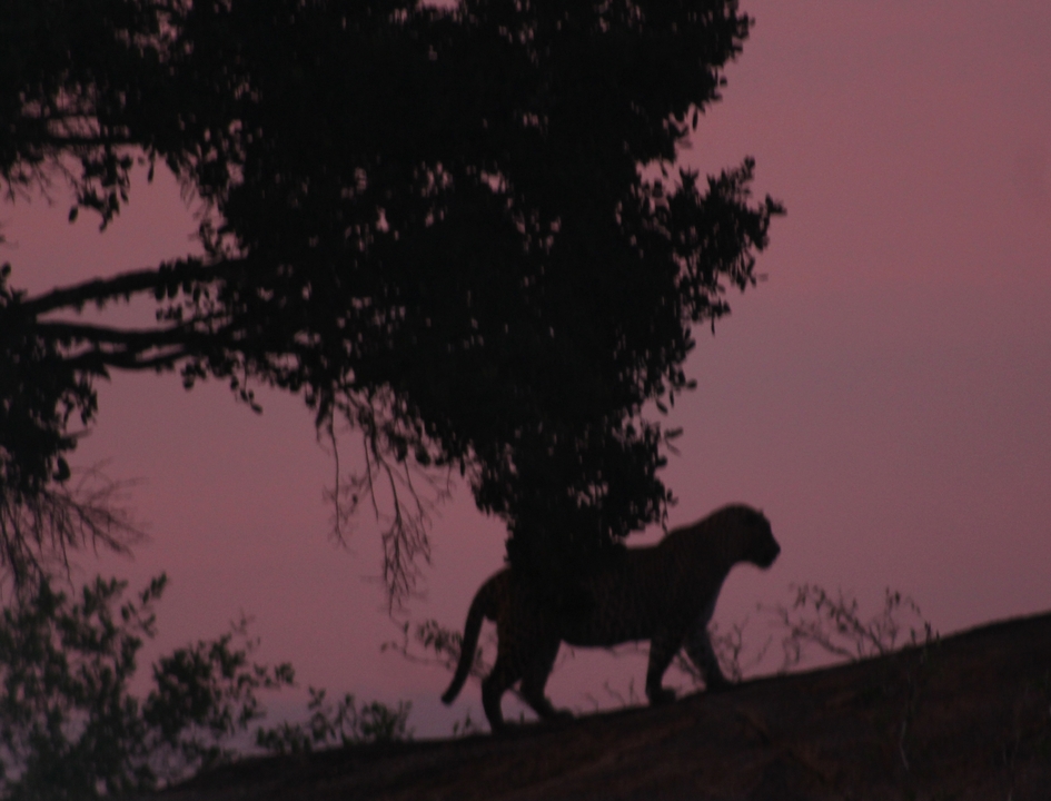 Silhouette d'un léopard marchant contre un ciel de coucher de soleil rose.