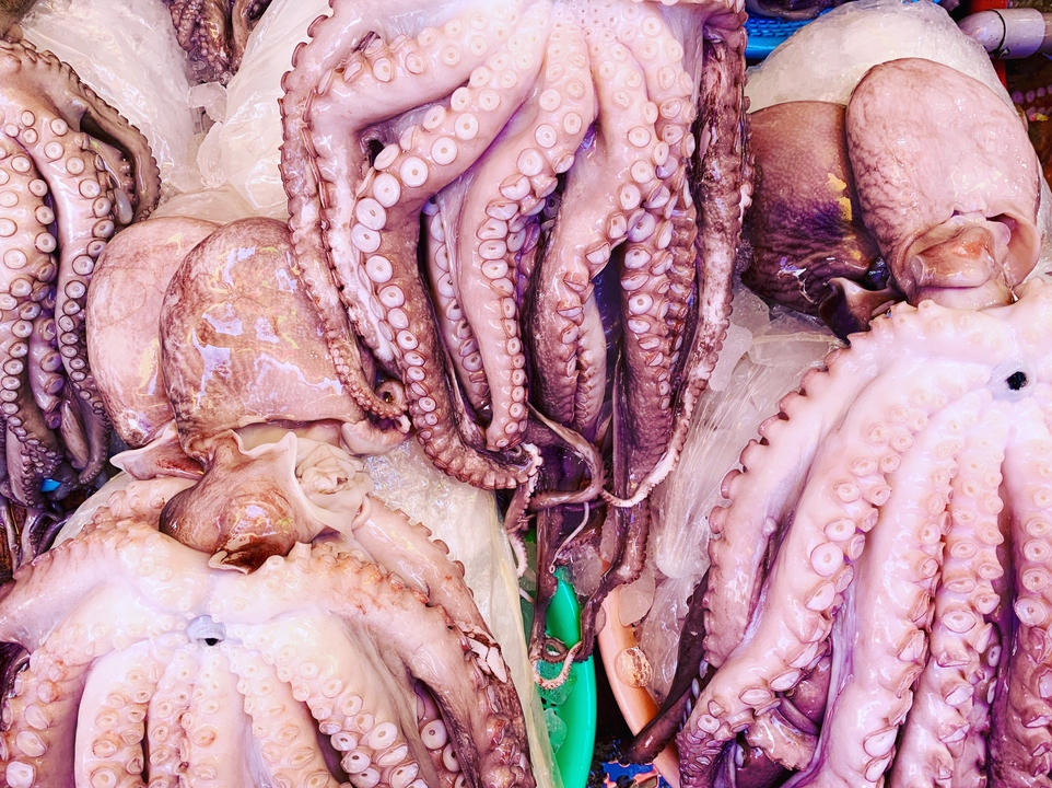 Poulpes frais exposés sur un marché, ventre vers le haut sur de la glace.
