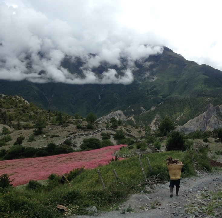 Paysage pittoresque avec des fleurs roses et des montagnes sous un ciel nuageux.