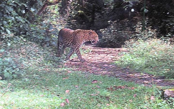 Image floue d'un léopard marchant dans une jungle.