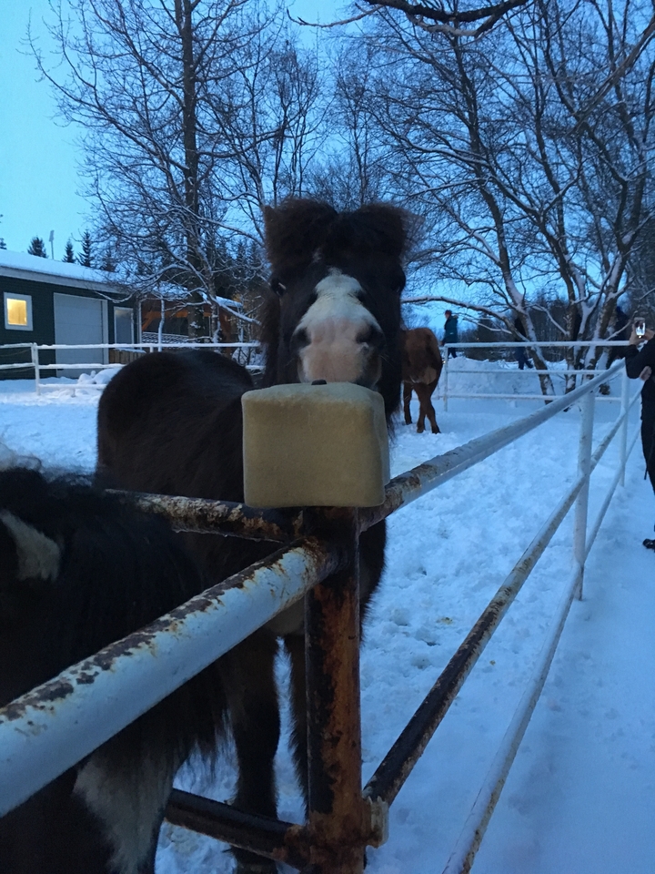 Cheval derrière une clôture dans un décor enneigé