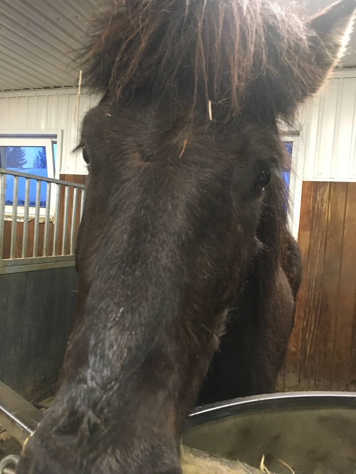 Gros plan du visage d'un cheval sombre
