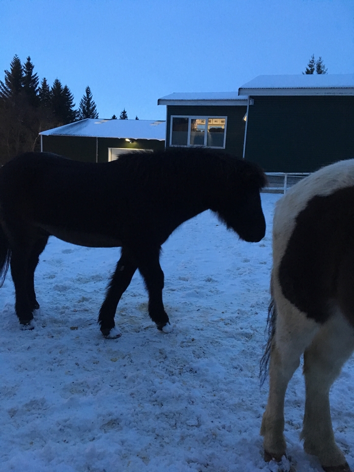 Cheval noir debout sur un sol enneigé à côté d'un cheval blanc