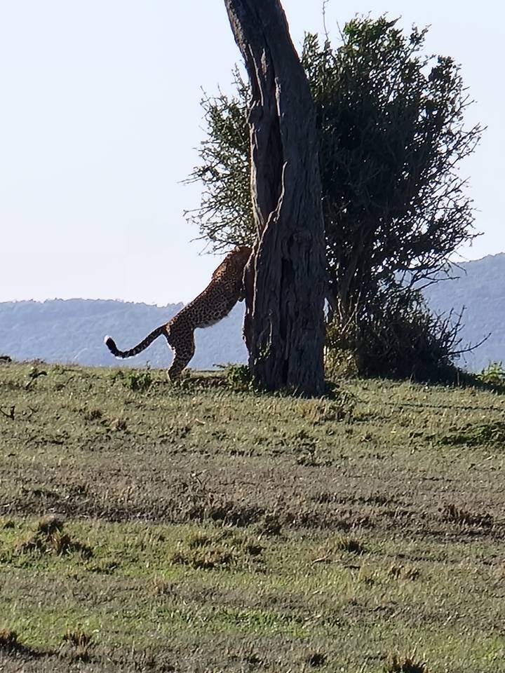 Leopard climbing a tree.