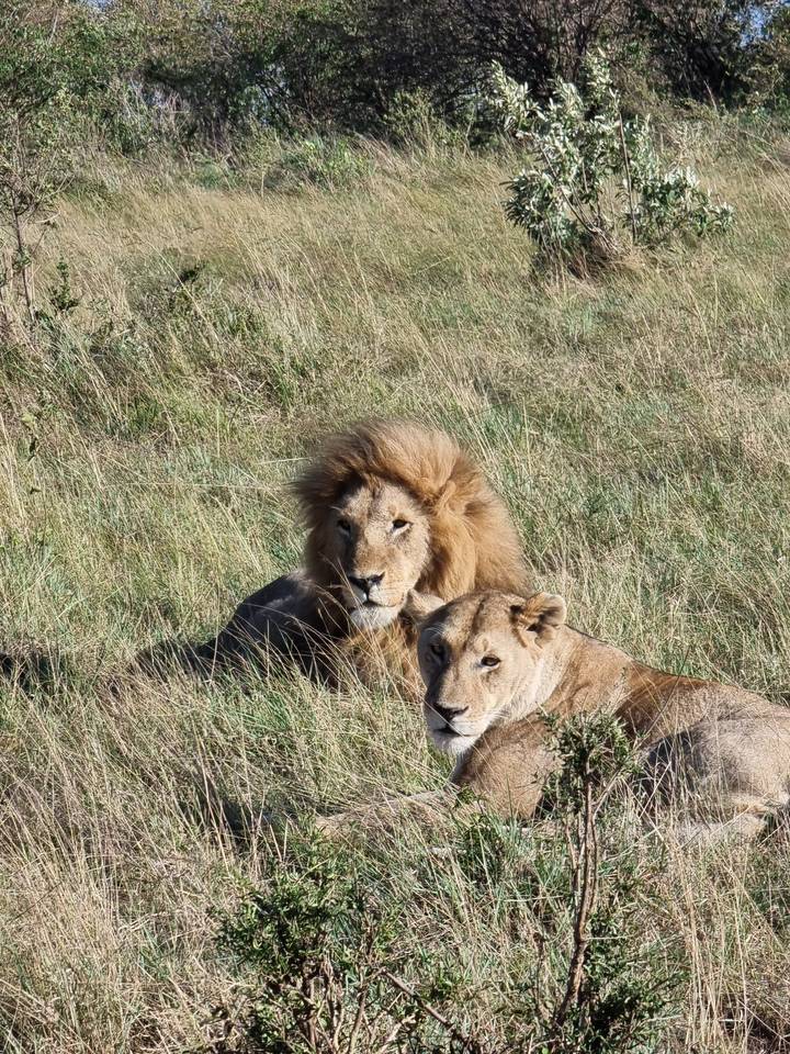 Two lions lying in the grass.