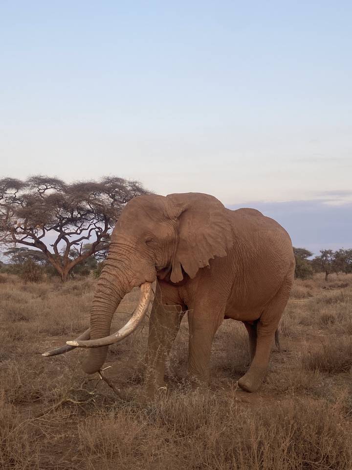 Elefante en un paisaje de sabana.