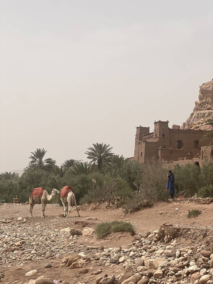 Chameaux près d'une architecture désertique.
