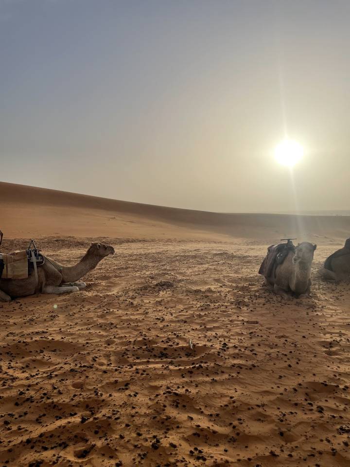 Chameaux se reposant dans le désert avec le soleil bas dans le ciel.