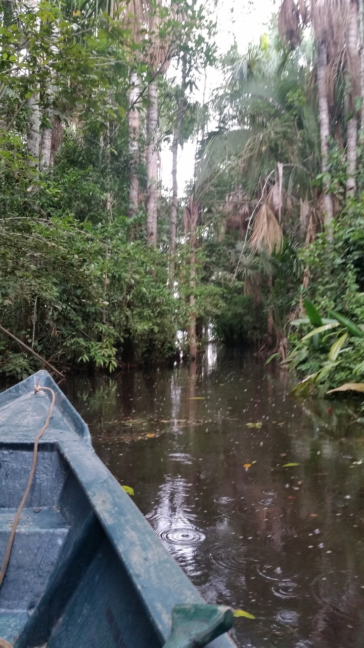 Forêt tropicale dense avec un cours d'eau serpentant à travers les arbres.