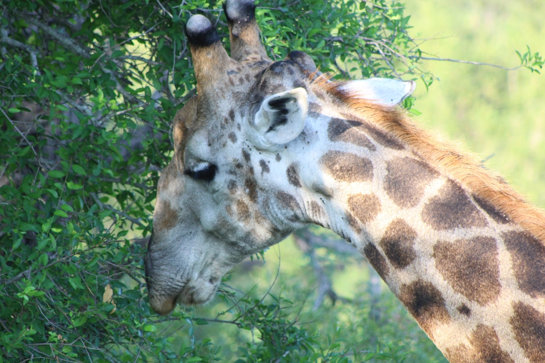 Gros plan d'une girafe mangeant des feuilles d'un arbre.
