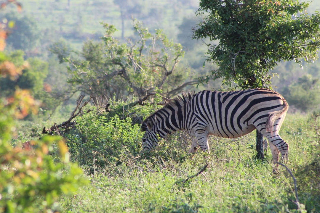 Zèbre broutant dans un champ avec des arbres en arrière-plan.