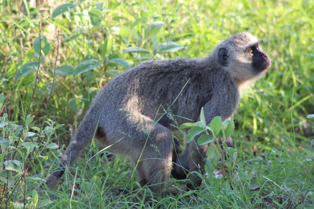 Un singe vervet debout dans l'herbe.