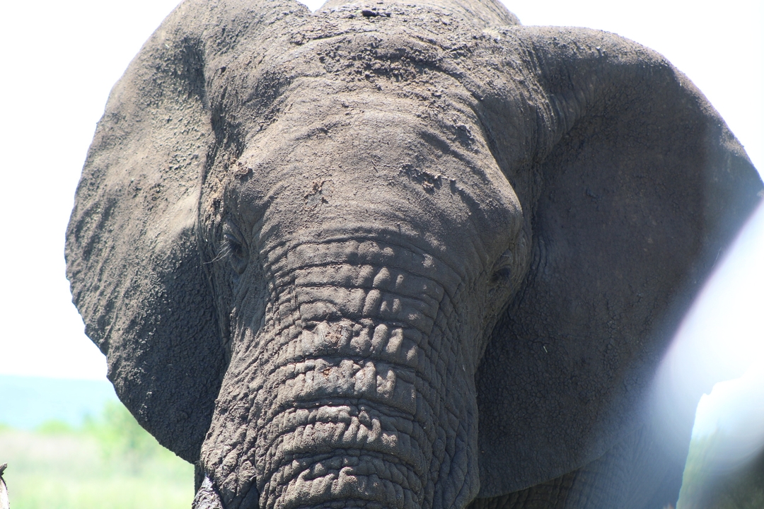 Plan rapproché du visage d'un éléphant.