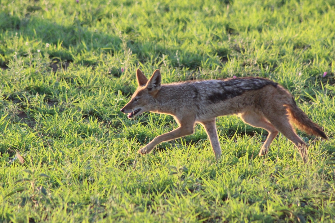 Un chacal marchant dans un champ herbeux.