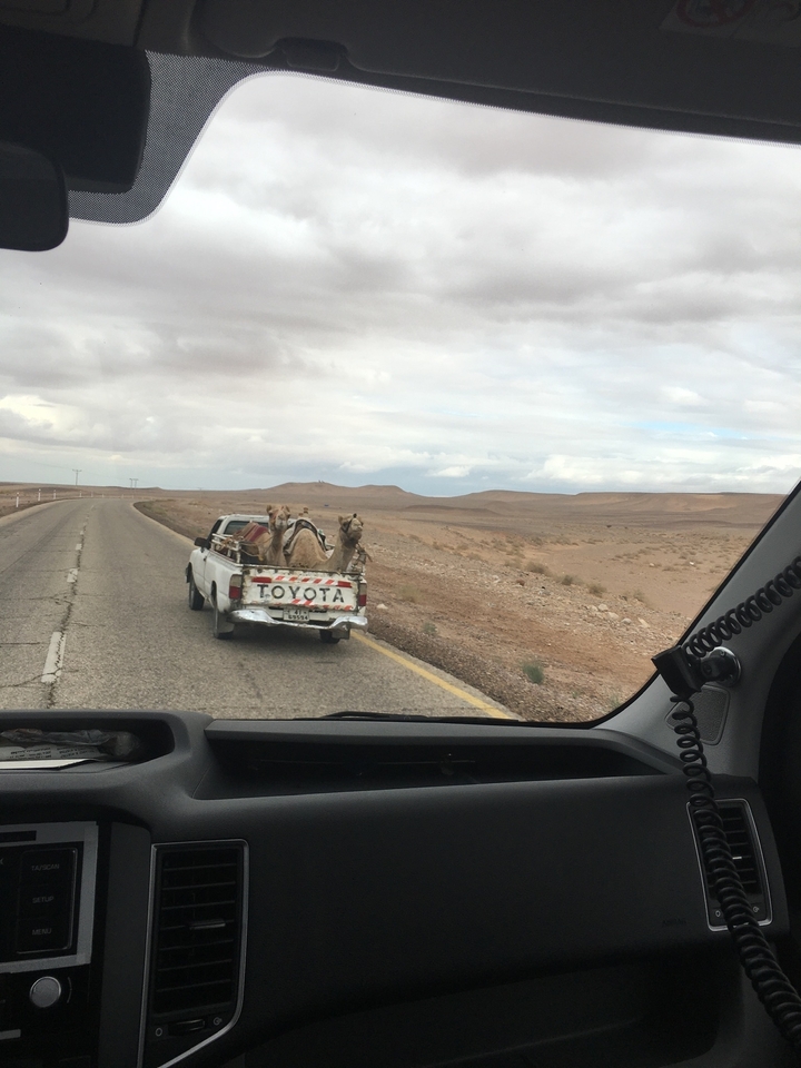 Des chameaux transportés à l'arrière d'un pick-up.