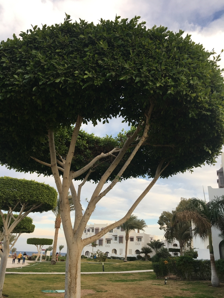 Arbre verdoyant et luxuriant sous un ciel nuageux.