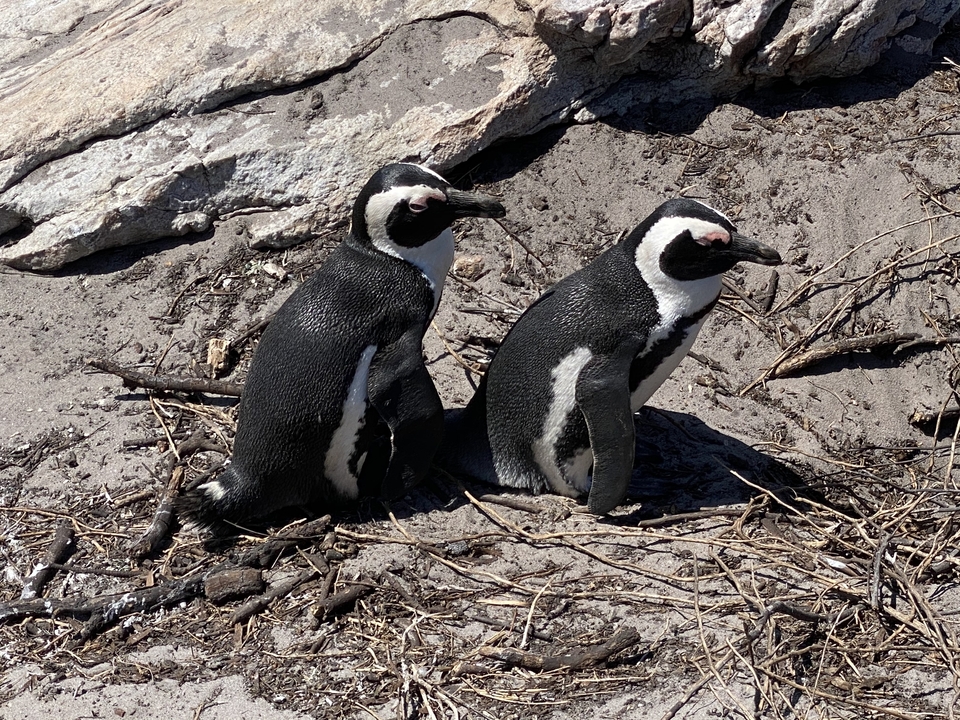 Deux pingouins sur le sable près de l'océan.