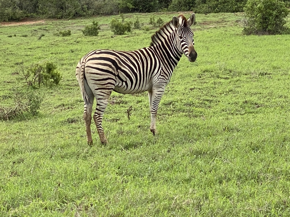 Zèbre debout sur un champ vert.