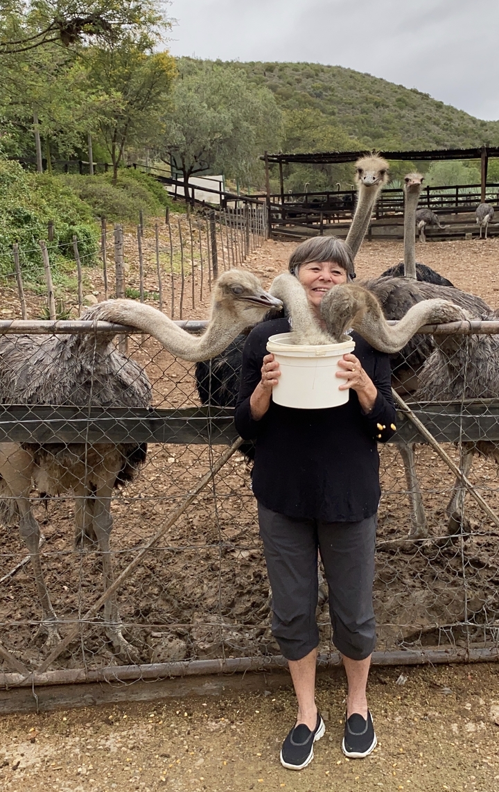 Femme nourrissant des autruches avec un seau.