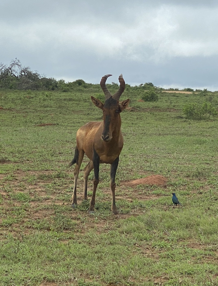 Antilope debout dans un champ herbeux.