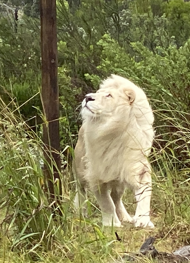 Lion blanc dans un cadre naturel.
