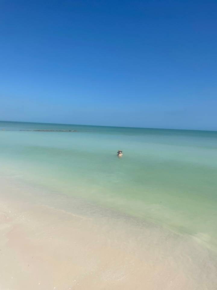 Personne nageant dans un océan limpide.