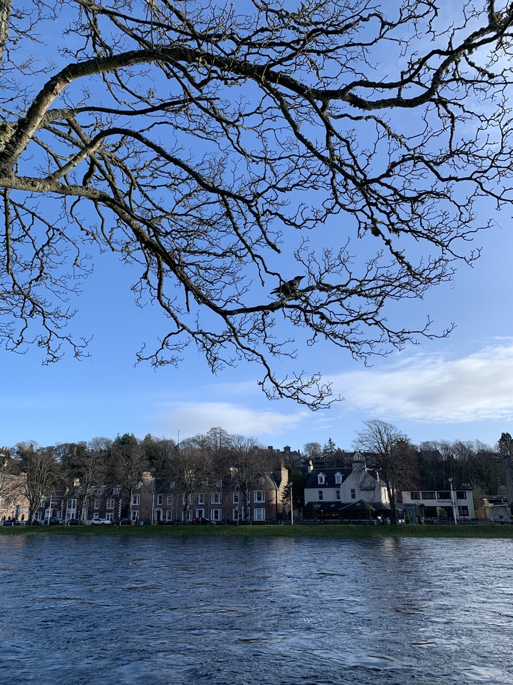 Tree branches in view with a clear sky.