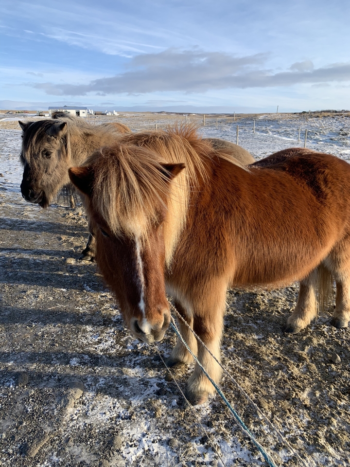 Chevaux islandais debout dans un champ enneigé.