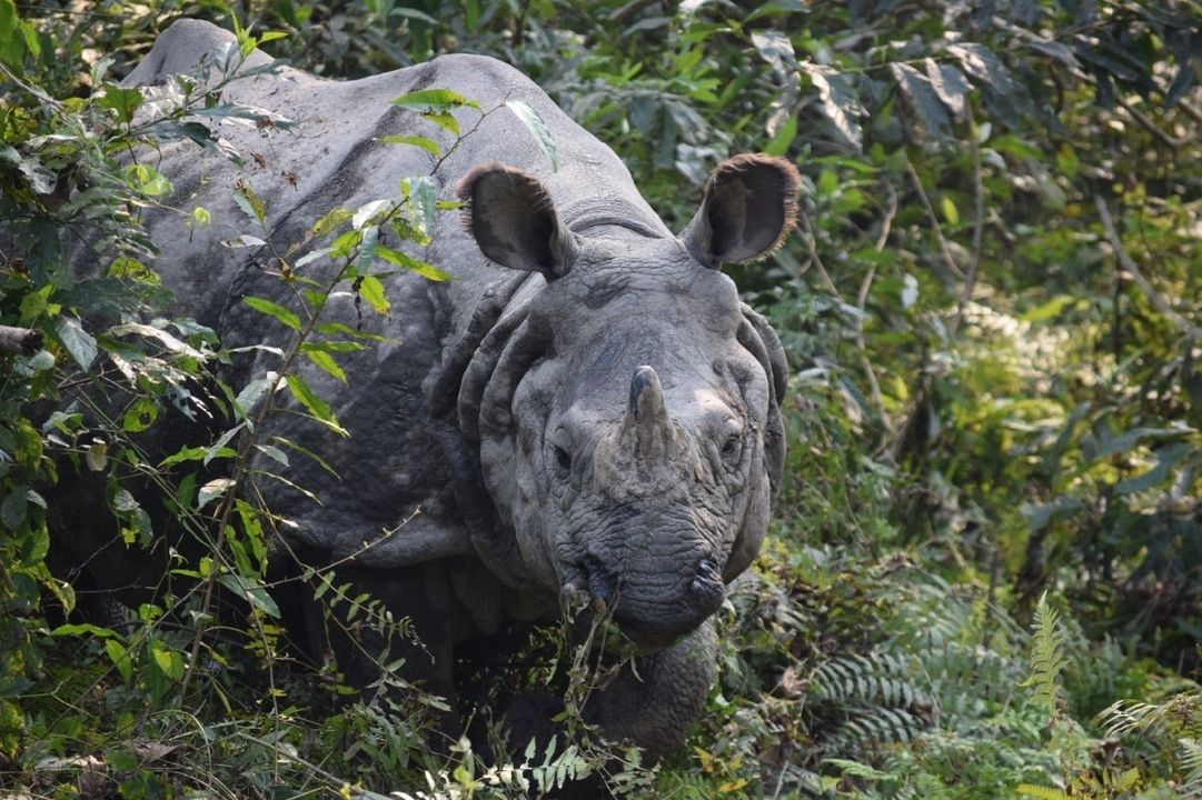 Rhinocéros marchant à travers un feuillage dense de jungle.