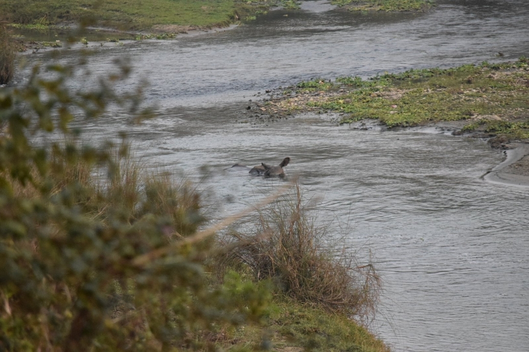 Animal nageant dans une rivière.