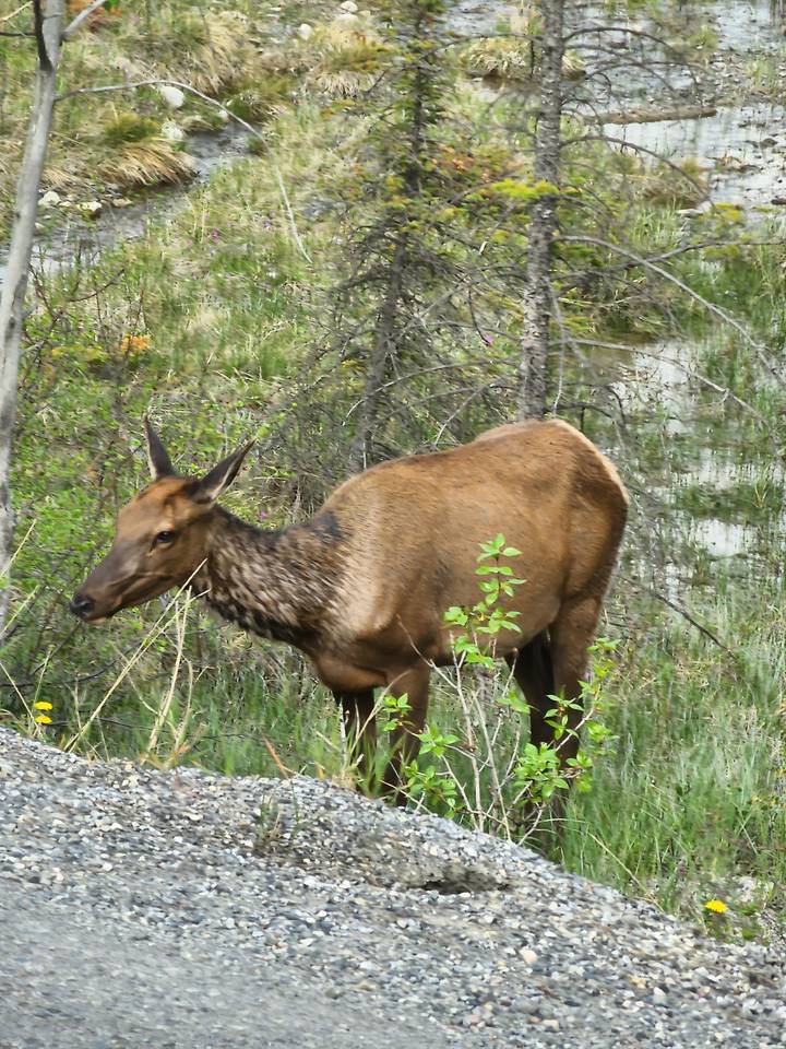 Élan broutant dans une zone boisée.